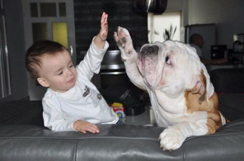 Bébé arrive. N’oubliez pas votre chien !
