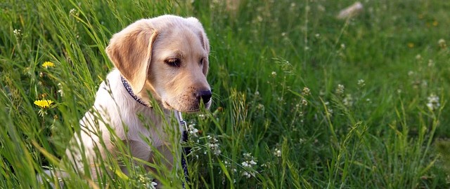 Allons nous promener mon chien !