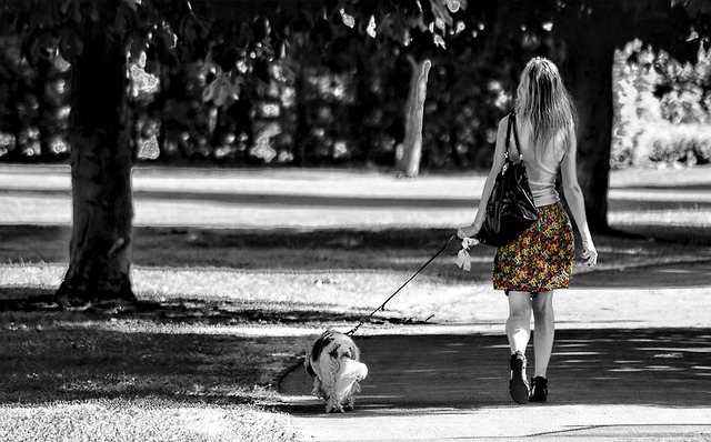 Parcs à chiens, pour ou contre ?
